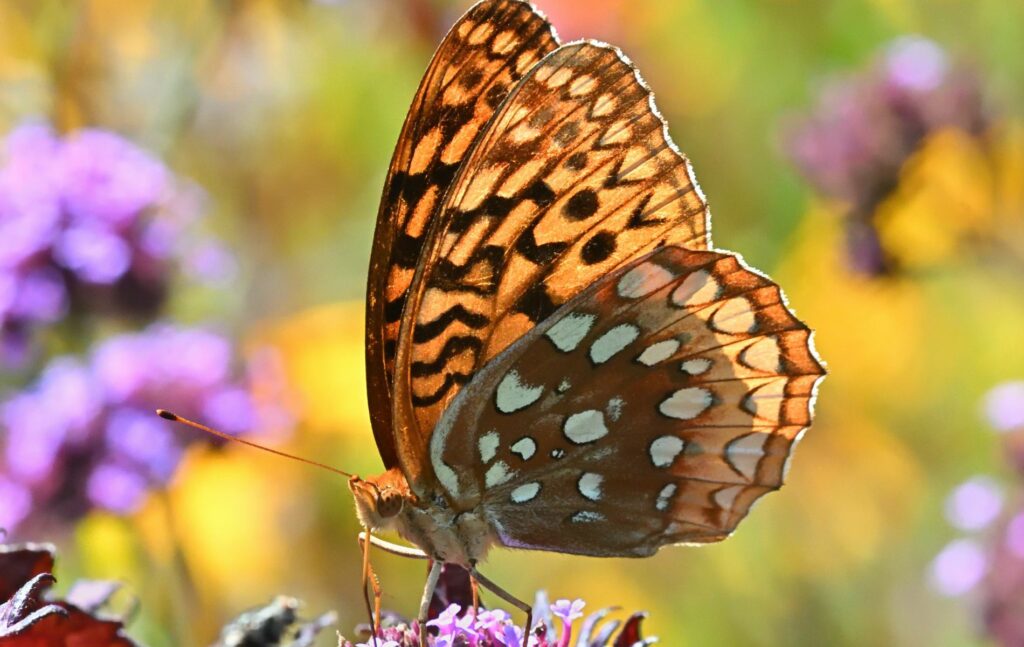 Nature in Holt, Fritillary butterfly